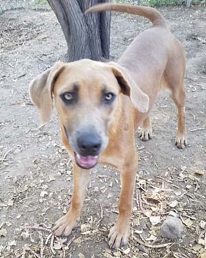 rhodesian ridgeback catahoula mix